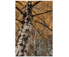 Artgeist Paveikslas - Autumn Colours (1 Part) Vertical