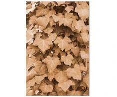 Artgeist Paveikslas - Autumn Ivy (1 Part) Vertical