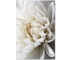 Artgeist Paveikslas - Baltas Dahlia