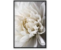 Artgeist Paveikslas - Baltas Dahlia