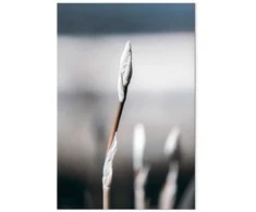 Artgeist Paveikslas - Botanical Minimalism (1 Part) Vertical