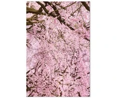 Artgeist Paveikslas - Cherry Tree (1 Part) Vertical