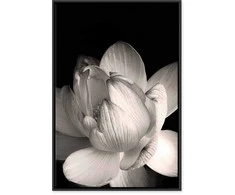 Artgeist Paveikslas - Delicacy of Petals in Nature (1-part) - Flower in Juodas and Baltas