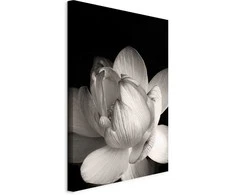Artgeist Paveikslas - Delicacy of Petals in Nature (1-part) - Flower in Juodas and Baltas