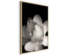 Artgeist Paveikslas - Delicacy of Petals in Nature (1-part) - Flower in Juodas and Baltas