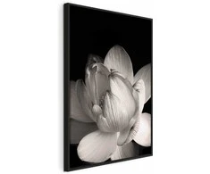Artgeist Paveikslas - Delicacy of Petals in Nature (1-part) - Flower in Juodas and Baltas