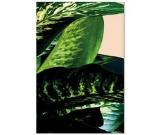 Artgeist Paveikslas - Dieffenbachia (1 Part) Vertical