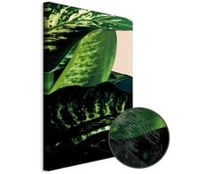 Artgeist Paveikslas - Dieffenbachia (1 Part) Vertical