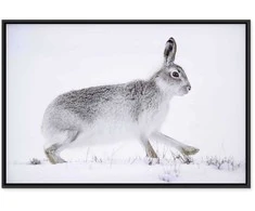 Artgeist Paveikslas - Hare (1 Part) Wide