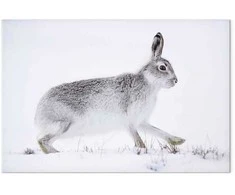 Artgeist Paveikslas - Hare (1 Part) Wide