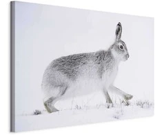 Artgeist Paveikslas - Hare (1 Part) Wide