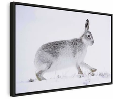 Artgeist Paveikslas - Hare (1 Part) Wide