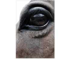 Artgeist Paveikslas - Honest Eyes (1 Part) Vertical