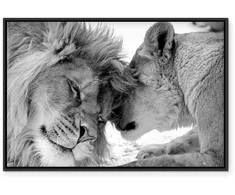 Artgeist Paveikslas - Lion's Love