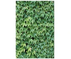 Artgeist Paveikslas - Thick Ivy (1 Part) Vertical