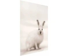 Artgeist Plakatas - Fearful Look