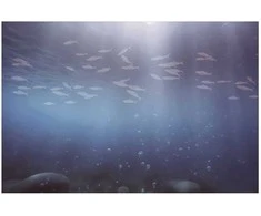Artgeist Plakatas - Fish in the Depths
