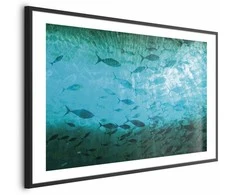 Artgeist Plakatas - Group of Dark Fish