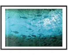 Artgeist Plakatas - Group of Dark Fish
