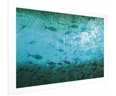 Artgeist Plakatas - Group of Dark Fish