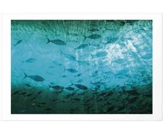 Artgeist Plakatas - Group of Dark Fish