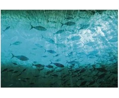 Artgeist Plakatas - Group of Dark Fish