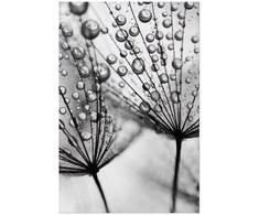 Artgeist Plakatas - Macro Dew