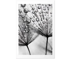 Artgeist Plakatas - Macro Dew