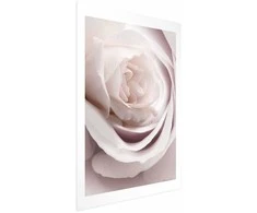 Artgeist Plakatas - Porcelain Rose