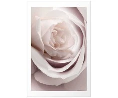 Artgeist Plakatas - Porcelain Rose