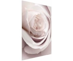 Artgeist Plakatas - Porcelain Rose