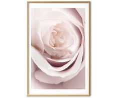 Artgeist Plakatas - Porcelain Rose