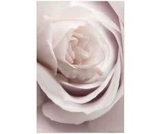 Artgeist Plakatas - Porcelain Rose