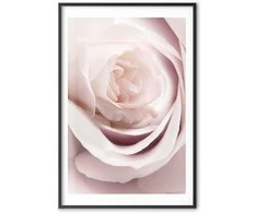 Artgeist Plakatas - Porcelain Rose