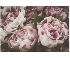 Artgeist Plakatas - Rožinė Peonies
