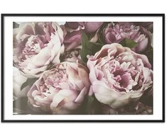 Artgeist Plakatas - Rožinė Peonies