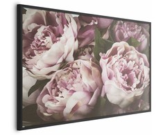 Artgeist Plakatas - Rožinė Peonies
