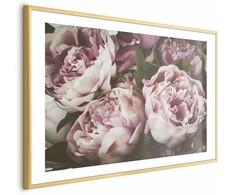 Artgeist Plakatas - Rožinė Peonies