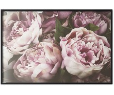 Artgeist Plakatas - Rožinė Peonies