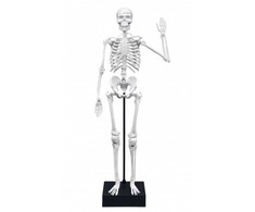 Buki France Skeletas 45 cm, Buki