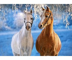 Castorland dėlionė THE WINTER HORSES 260 det.
