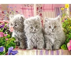 Castorland dėlionė THREE Pilkas KITTENS 260 det.