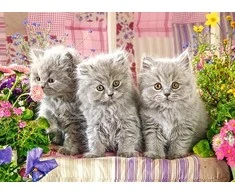 Castorland dėlionė Three Pilkas Kittens 300 det.