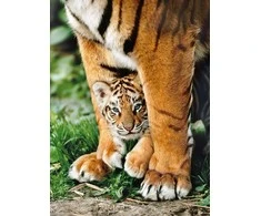Clementoni dėlionė "Bengal Tiger Cub" 500pcs