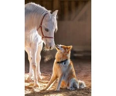Castorland dėlionė Unique Friendship 1000 det