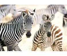 Castorland dėlionė Young Zebras 1000 det
