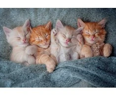 Castorland dėlionė The Sweetest Kittens 1000 det.