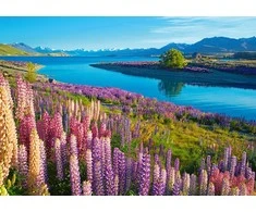 Castorland dėlionė Lake Tekapo New Zealand 500 det.