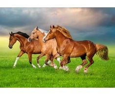 Castorland dėlionė Horses in Spring Rush 500 det