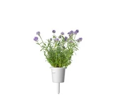 Click and Grow papildymas lavenda 3 pak
